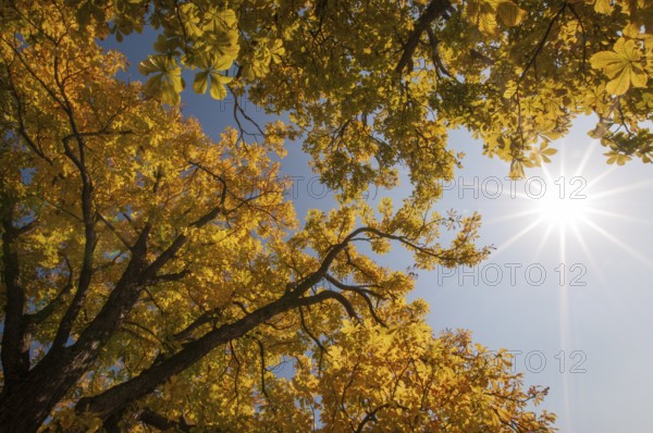 Backlit photograph of treetops of chestnuts with autumn leaves, Bavaria, Germany, Europe
