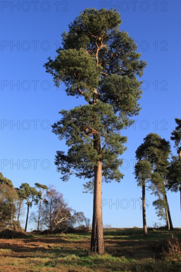 Scots pine (Pinus) trees sylvestris against blue sky on on heathland, Sutton Heath, Suffolk,