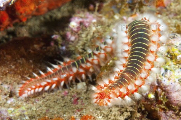 Extreme close-up of fire bristle worm (Hermodice carunculata), East Atlantic, Macaronesian