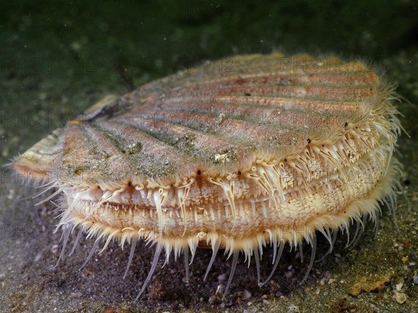 Scallop (Pecten maximus), underwater, Rinvyle dive site, Co. Galway, Irish Sea, North Atlantic,
