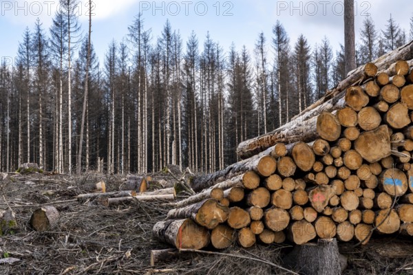 Cleared forest in the Arnsberg Forest near Warstein-Sichtigvor, Soest district, site of a spruce