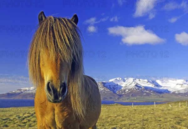 Brown horse in front of a picturesque mountain landscape with clear blue sky, humour, mane on face,