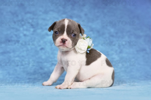 Pied young dog puppy with flower collar on blue studio background