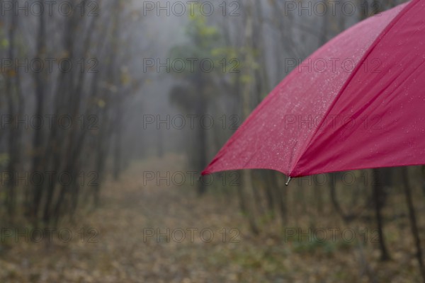 Forest Path with a Red Umbrella in a Rainy Autumn Day in Ascona, Ticino, Switzerland, Europe