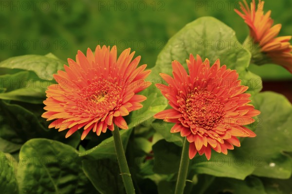 Gerbera (Gerbera), blooming, flowers, orange, Ellerstadt, Germany, Europe