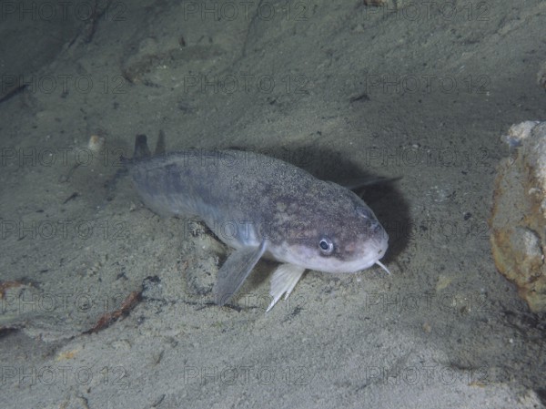 Burbot (Lota lota), Rutte, lying on the lake bottom, diving site Kleiner Parkplatz, Herrliberg,