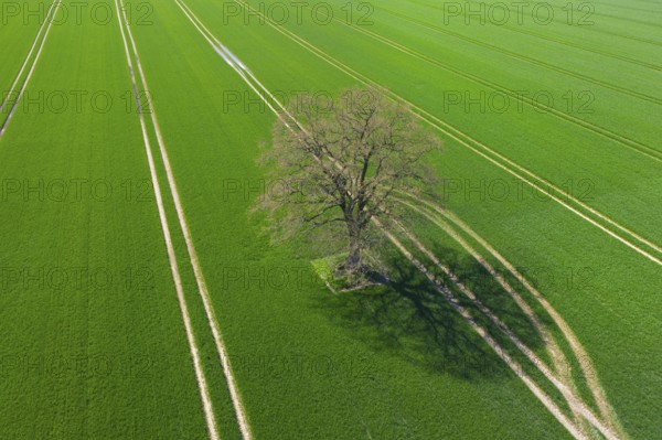 Aerial view over solitary common oak, pedunculate oak, English oak (Quercus robur) tree in
