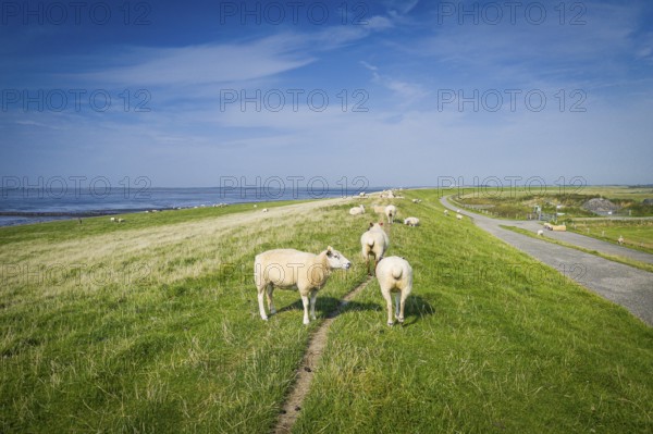 Sheep on the dyke, Rantum Basin, cycle tour, tourism, travel, North Sea, island, Sylt, Germany,
