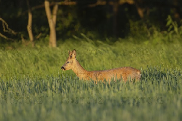 Roe deer (Capreolus capreolus) adult male buck animal in a farmland wheat field in the summer,
