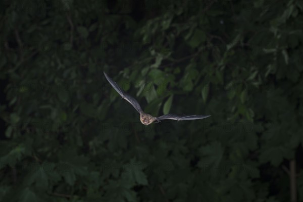 Common pipistrelle (Pipistrellus pipistrellus) hunting insects in front of deciduous forest,