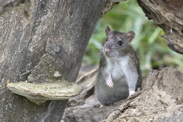 Brown rat (Rattus norvegicus) under dead wood, Austria, Upper Austria, Europe