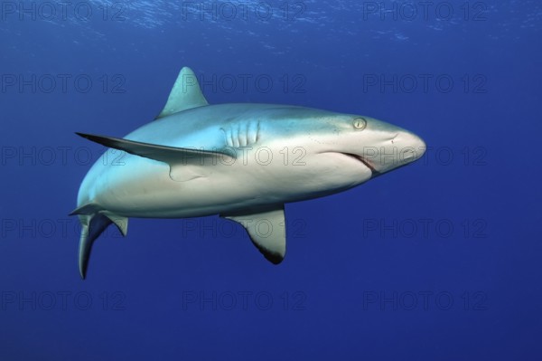 Female grey reef shark (Carcharhinus amblyrhynchos) swimming through open water blue sea, Pacific