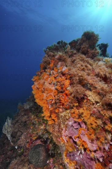 Yellow cluster anemone (Parazoanthus axinellae) and spreading stonewort (Mesophyllum expansum) in