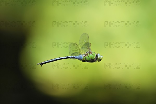 Emperor dragonfly (Anax imperator), in flight, Selger Moor, Canton Zurich, Switzerland, Europe