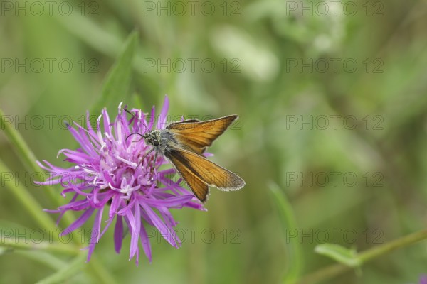 Large skipper (Ochlodes venatus), on flower of a brown knapweed (Centaurea jacea), Wilden, North