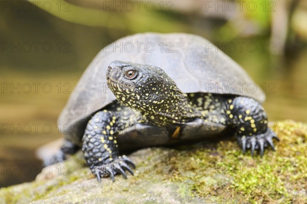 European pond turtle (Emys orbicularis) on a rock, Bavaria, Germany, Europe