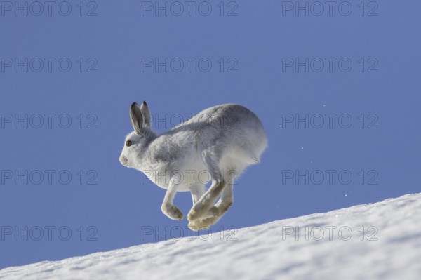 Mountain hare (Lepus timidus), Alpine hare, snow hare in winter pelage running in the snow down