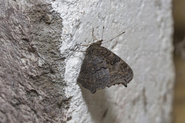 European Peacock (Inachis io) butterfly hibernating on wall in cellar of house in winter