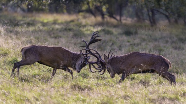 Red deer (Cervus elaphus), rutting fight of two capital stags in a meadow, Zealand, Denmark, Europe