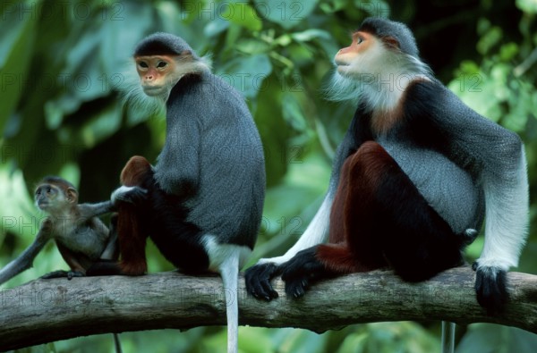 Red-throated langur, pair with young (Pygathrix nemaeus), side