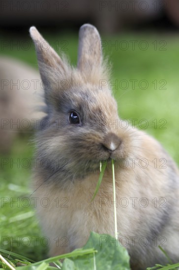 Rabbit (Cuniculus), hare, pet, portrait, cute, blade of grass, Easter, A young rabbit has a blade