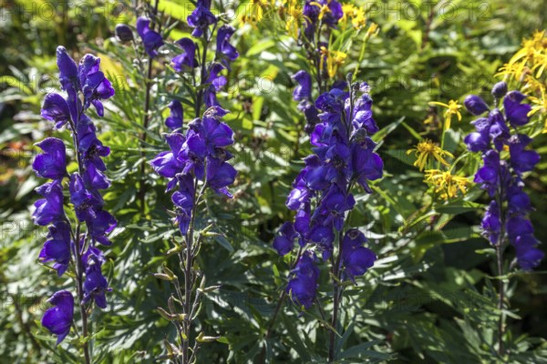 Monkshood (Aconitum napellus), Oberallgäu, Allgäu, Bavaria, Germany, Europe