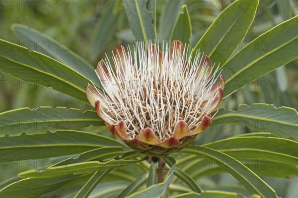 Common protea (Protea caffra) in flower at the Kirstenbosch National Botanical Garden near Cape
