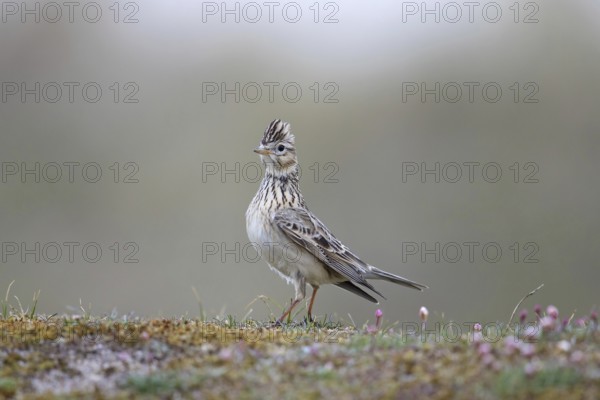 Eurasian skylark (Alauda arvensis) foraging on the ground with raised crest on head in spring