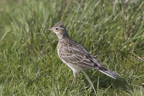 Eurasian skylark (Alauda arvensis) foraging in field, meadow with raised crest on head in spring