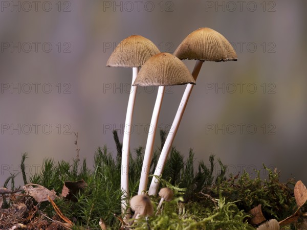 Bonnets (Mycena) in moss, mixed forest, North Rhine-Westphalia, Germany, Europe
