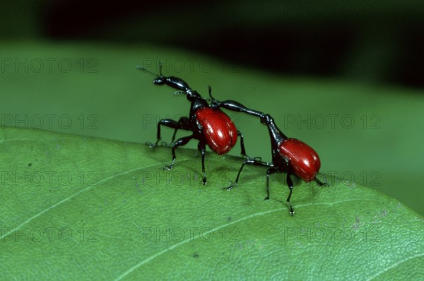 Giraffe weevil (Trachelophorus giraffa), pair, Giraffe beetle, Madagascar, Africa