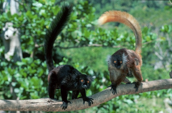 Black lemurs, pair, Nosy Komba (Lemur macaco), Madagascar, Africa