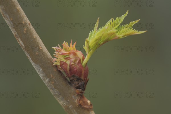 Young shoot of a forsythia (Forsythia x intermedia) with branch, leaf, plant, Luisenpark, Mannheim,