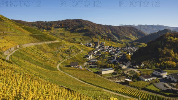Vineyards in autumn, Mayschoß with parish church, red wine growing region Ahrtal, red wine of the