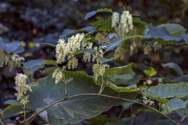 Flowering Japanese knotweed (Reynoutria japonica), Bavaria, Germany, Europe