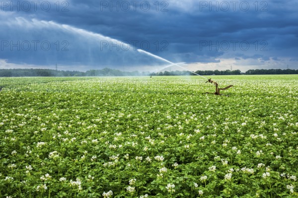 Irrigation, potato field near Zarrentin, Mecklenburg-Western Pomerania, Germany, Europe
