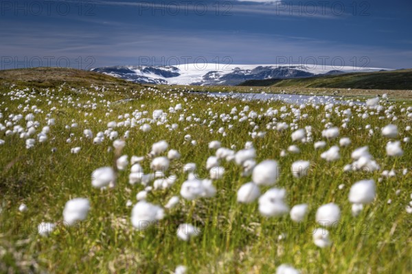 Cotton grass in the landscape of the Hardangervidda plateau, Norway, Europe