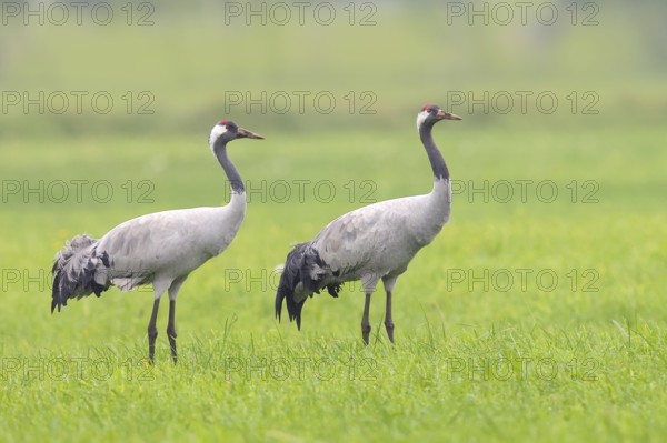 Crane, common crane (Grus grus) Pair standing in a meadow in autumn, Rehdener Geestmoor, Dümmer