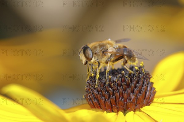 Dronefly (Eristalis tenax), collecting nectar on yellow coneflower (Echinacea paradoxa), Wilden,