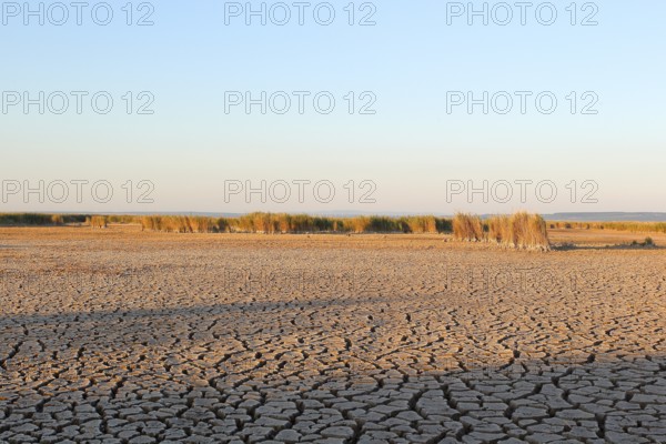 Heavily desiccated soil with reeds, Illmitz, Lake Neusiedl, Lake Neusiedl-Seewinkel National Park,