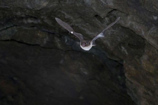 Daubenton's bat (Myotis daubentonii) ringed water bat flying from the summer roost of a cave, Lower