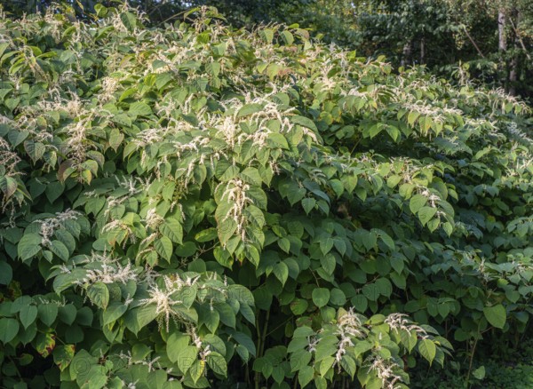Flowering Japanese Knotweed (Fallopia Japonica), an invasive piece in Abbekås, Skurup Municipality,