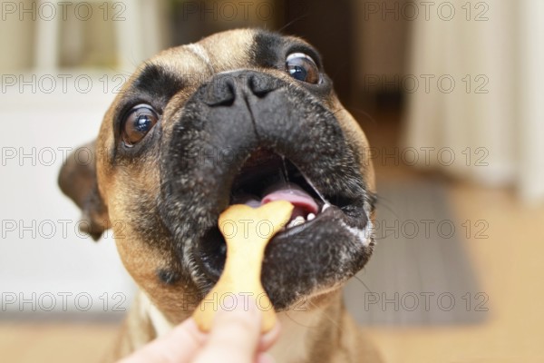 Funny brown French Bulldog dog with wide open eyes with greedy look and mouth getting a bone shaped