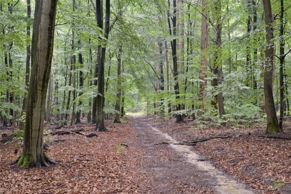 Hiking trail leads through a mixed forest, Lüßwald, Südheide nature park Park, Lüneburg Heath,
