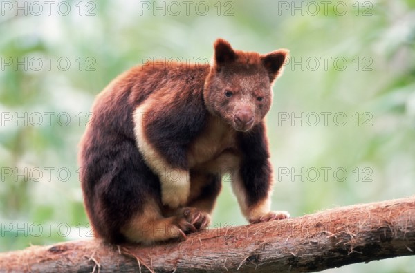Goodfellow's Tree Kangaroo (Dendrolagus goodfellowi buergersi)
