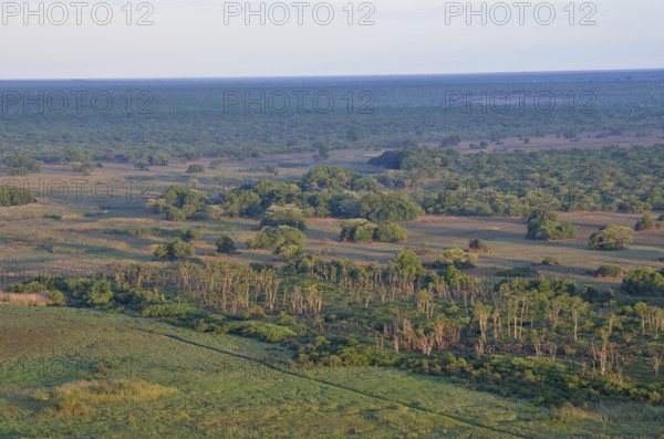 Mushitu Forest or Swamp Forest, Kasanka National Park, Zambia, Africa