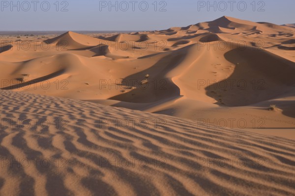 Dunes in the morning light, Great Sand Sea, Sahara, Merzouga, Meknès-Tafilalet region, Morocco,