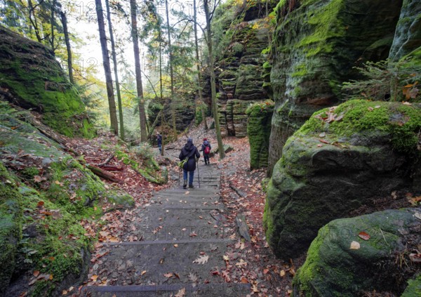 Hiking trail through the Schwedenlöcher, Amselgrund near Rathen, Saxon Switzerland, Elbe Sandstone
