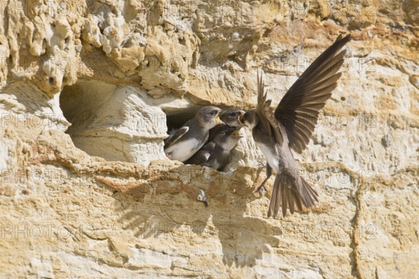 Sand martins (Riparia riparia), Emsland, Lower Saxony, Germany, Europe