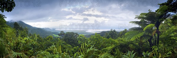 Panorama, overview, rainforest, jungle, tropical forest, tropics, rain, nature, landscape, Daintree